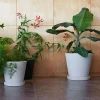 Blumentopf mit Untersetzer XXL