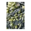 Sea Weed Teppich 200x300cm